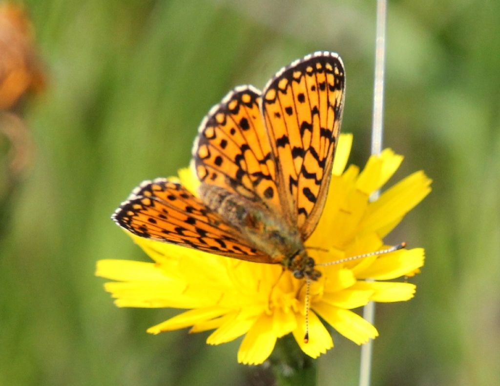 Boloria selene o euphrosyne?